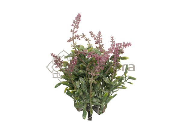 Куст лаванды 20см розовый